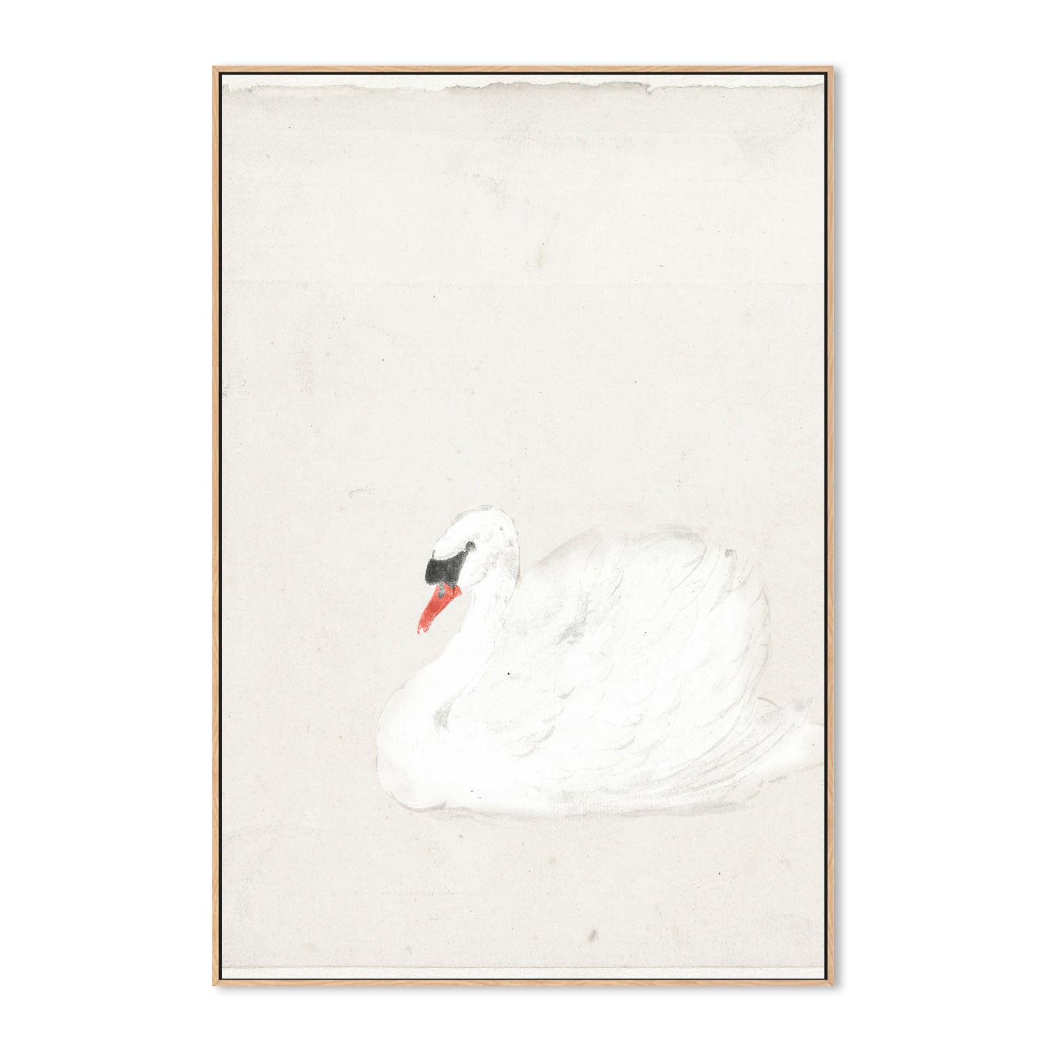 wall-art-print-canvas-poster-framed-Vintage Swan Illustration , By Leah Straatsma-4