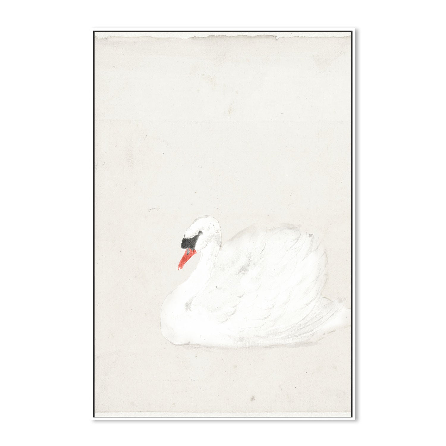 wall-art-print-canvas-poster-framed-Vintage Swan Illustration , By Leah Straatsma-5