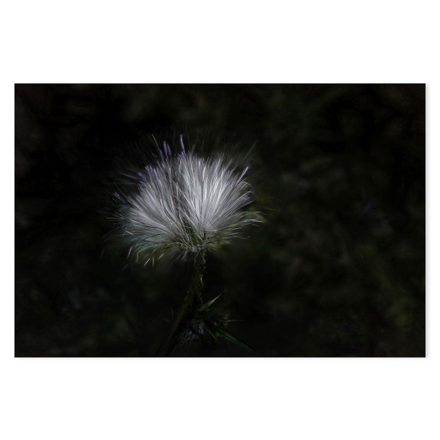 wall-art-print-canvas-poster-framed-White And Violet Blossoming Plant , By Gilbert Claes-GIOIA-WALL-ART