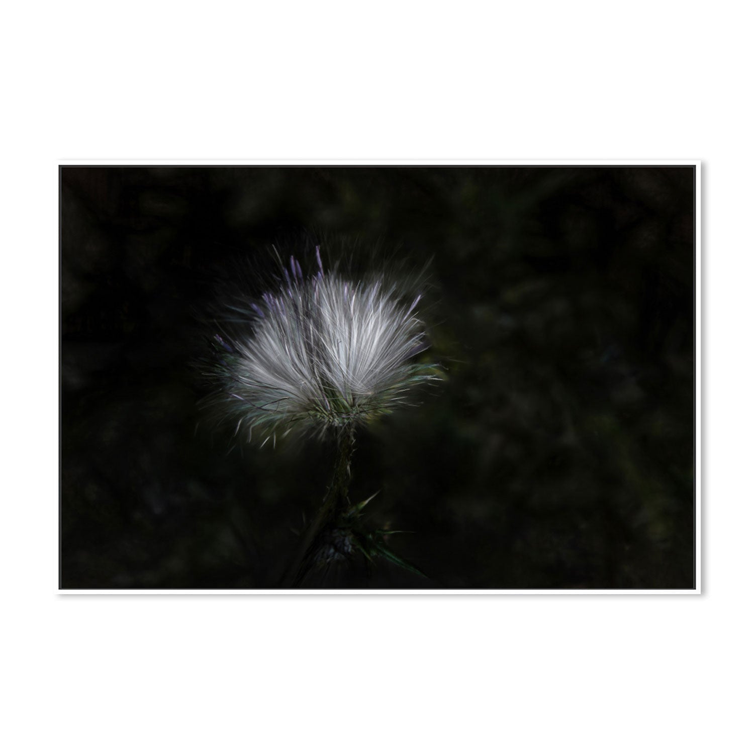 wall-art-print-canvas-poster-framed-White And Violet Blossoming Plant , By Gilbert Claes-GIOIA-WALL-ART