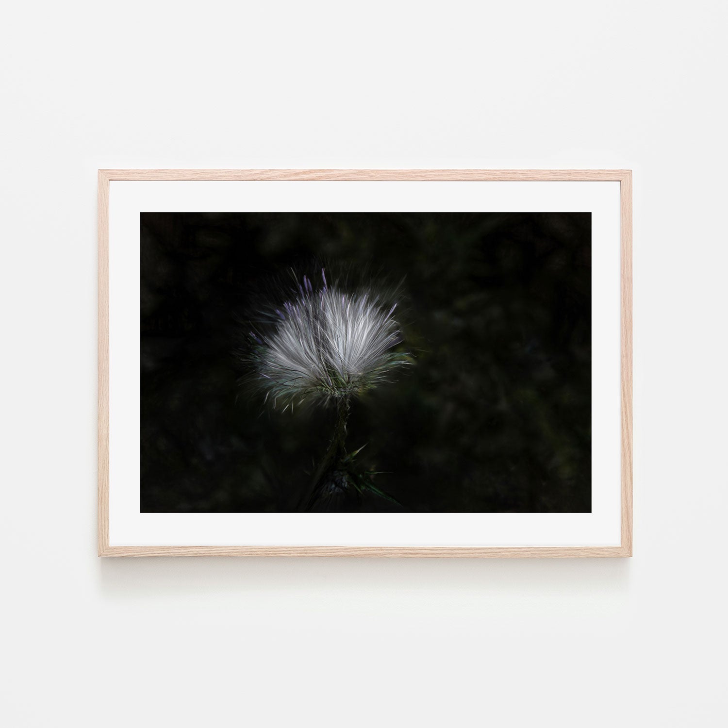 wall-art-print-canvas-poster-framed-White And Violet Blossoming Plant , By Gilbert Claes-GIOIA-WALL-ART