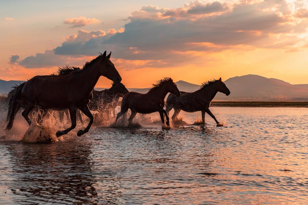 wall-art-print-canvas-poster-framed-Wild Horses Sunset Run-1