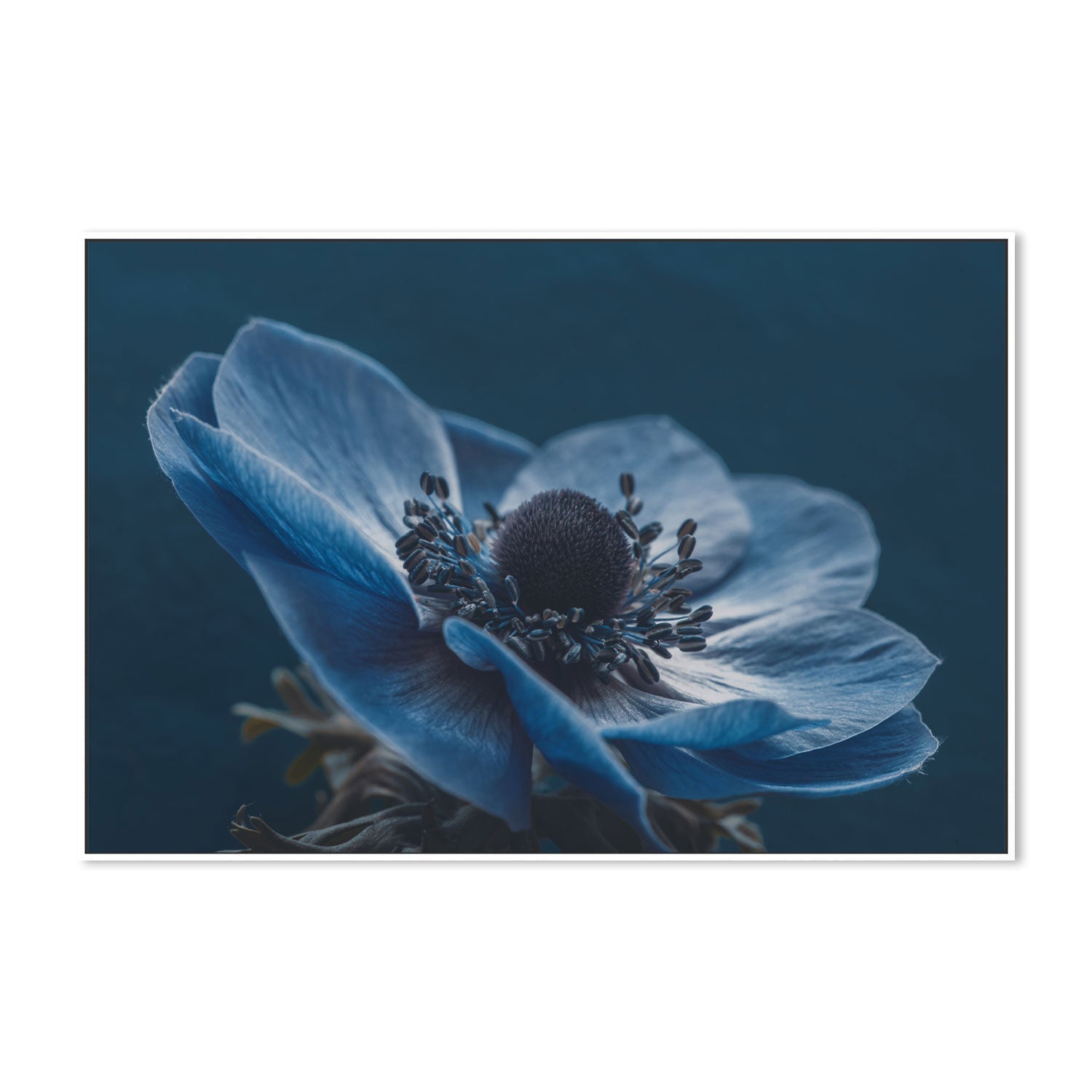 Windflower, by Mike Kreiten-Gioia-Prints-Framed-Canvas-Poster-GIOIA-WALL-ART