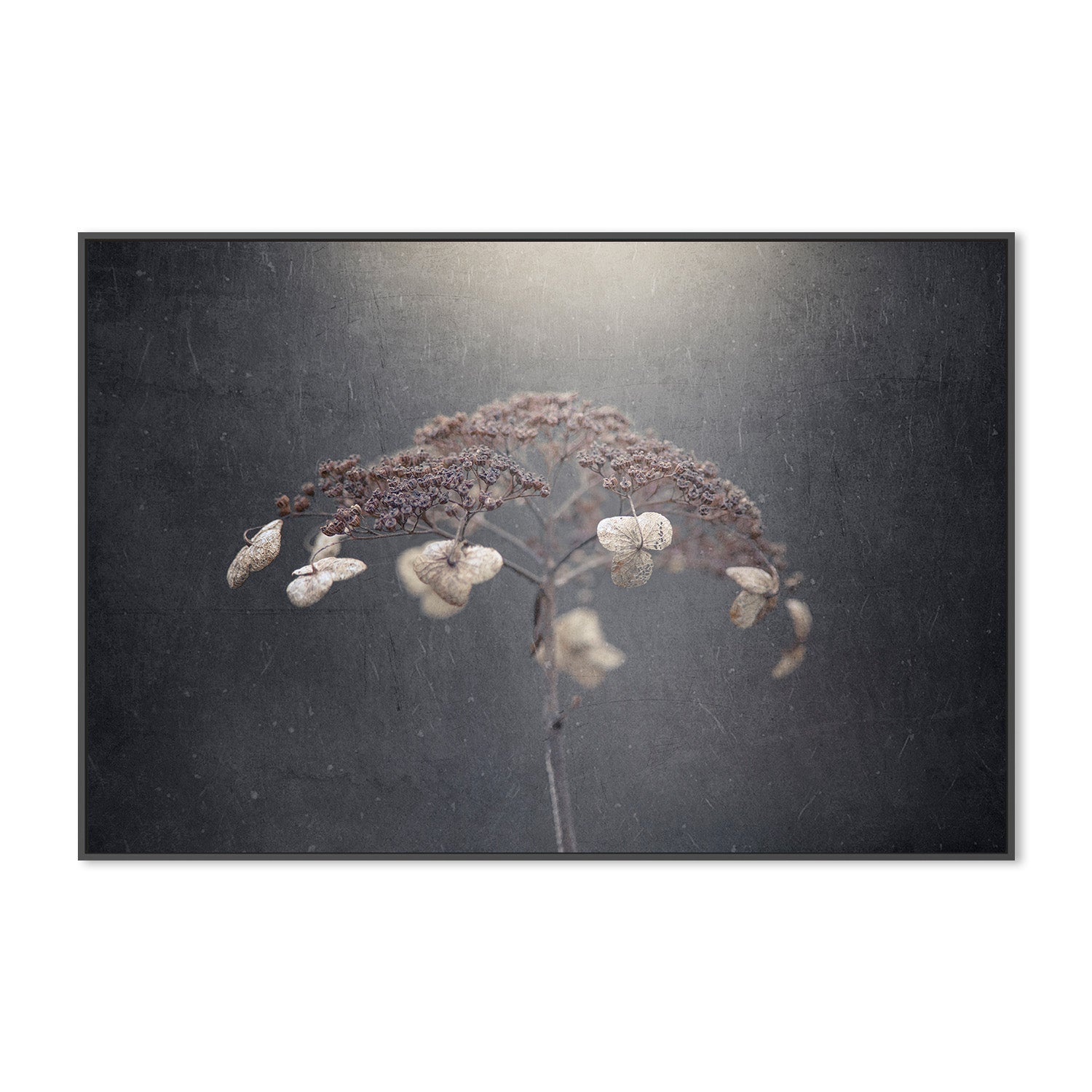 wall-art-print-canvas-poster-framed-Withe Hydrangea-3