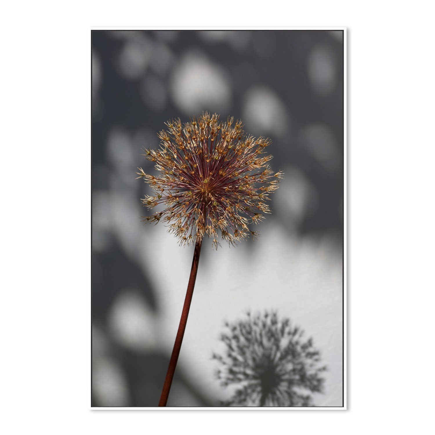 wall-art-print-canvas-poster-framed-Withered Flower, Seed House-by-Plus X Studio-Gioia Wall Art