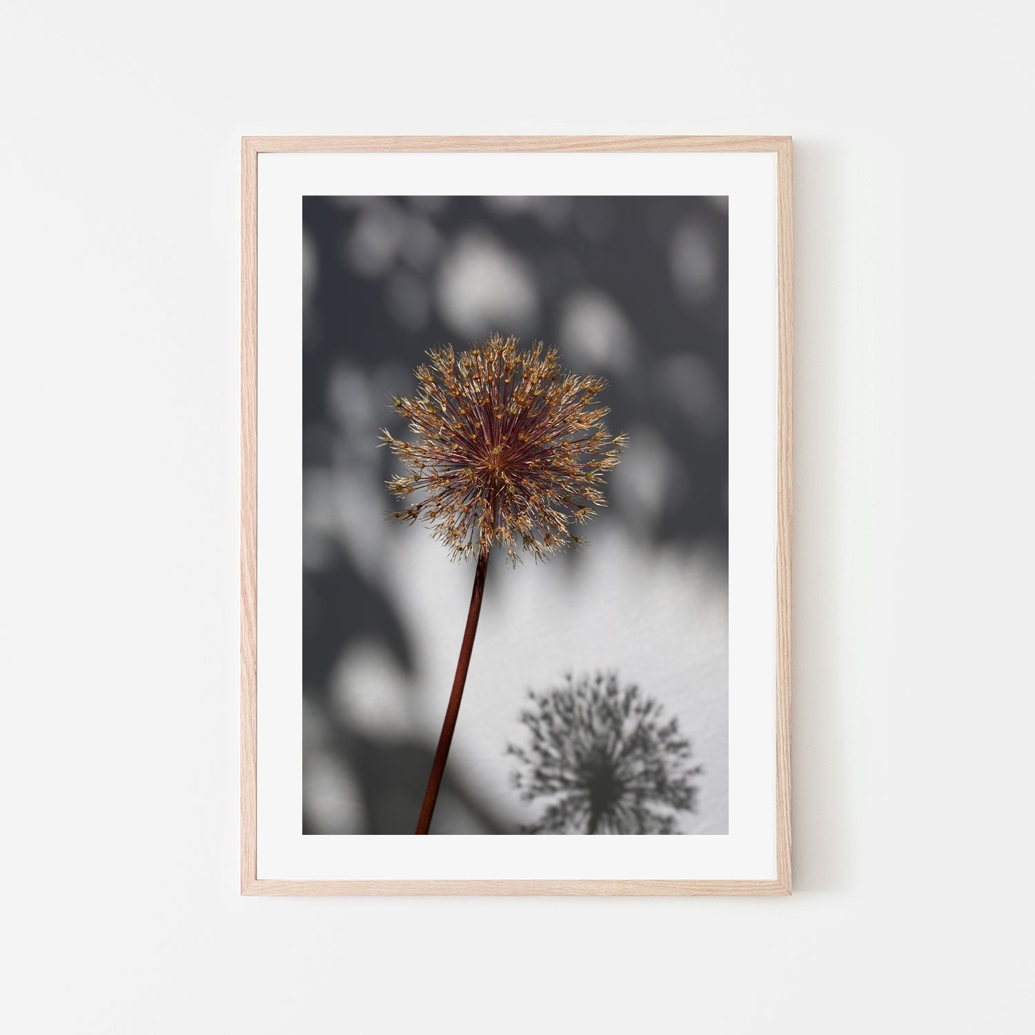 wall-art-print-canvas-poster-framed-Withered Flower, Seed House-by-Plus X Studio-Gioia Wall Art
