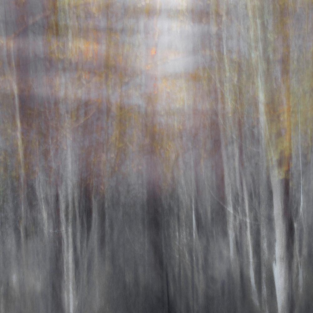 Winter Forest Walk-by-Christina Sillen-wall-art-print-canvas-poster-framed-Gioia