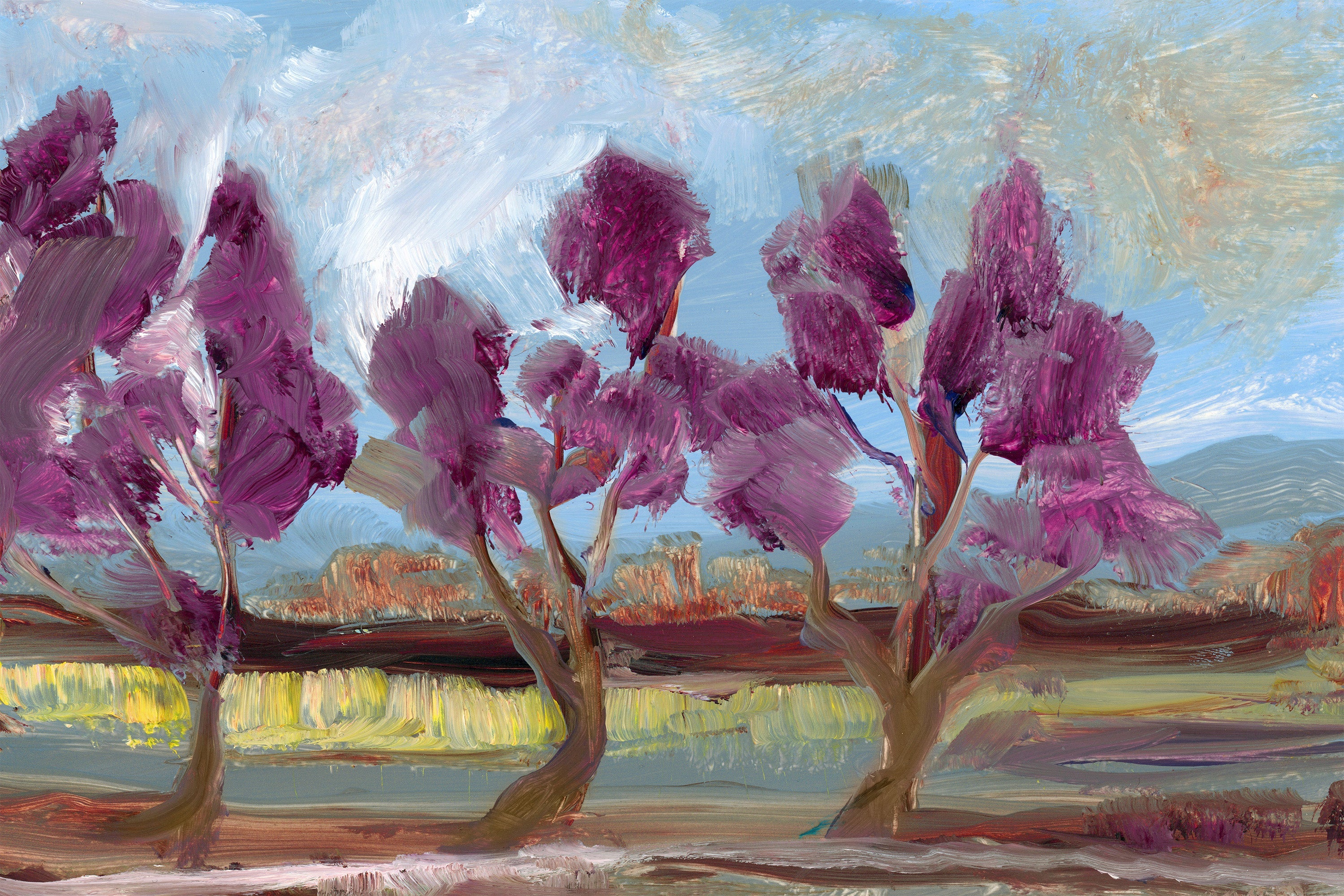 Jacaranda