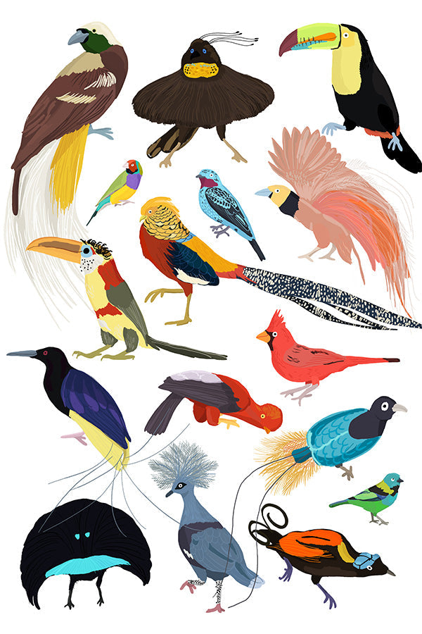 Birds of Paradise