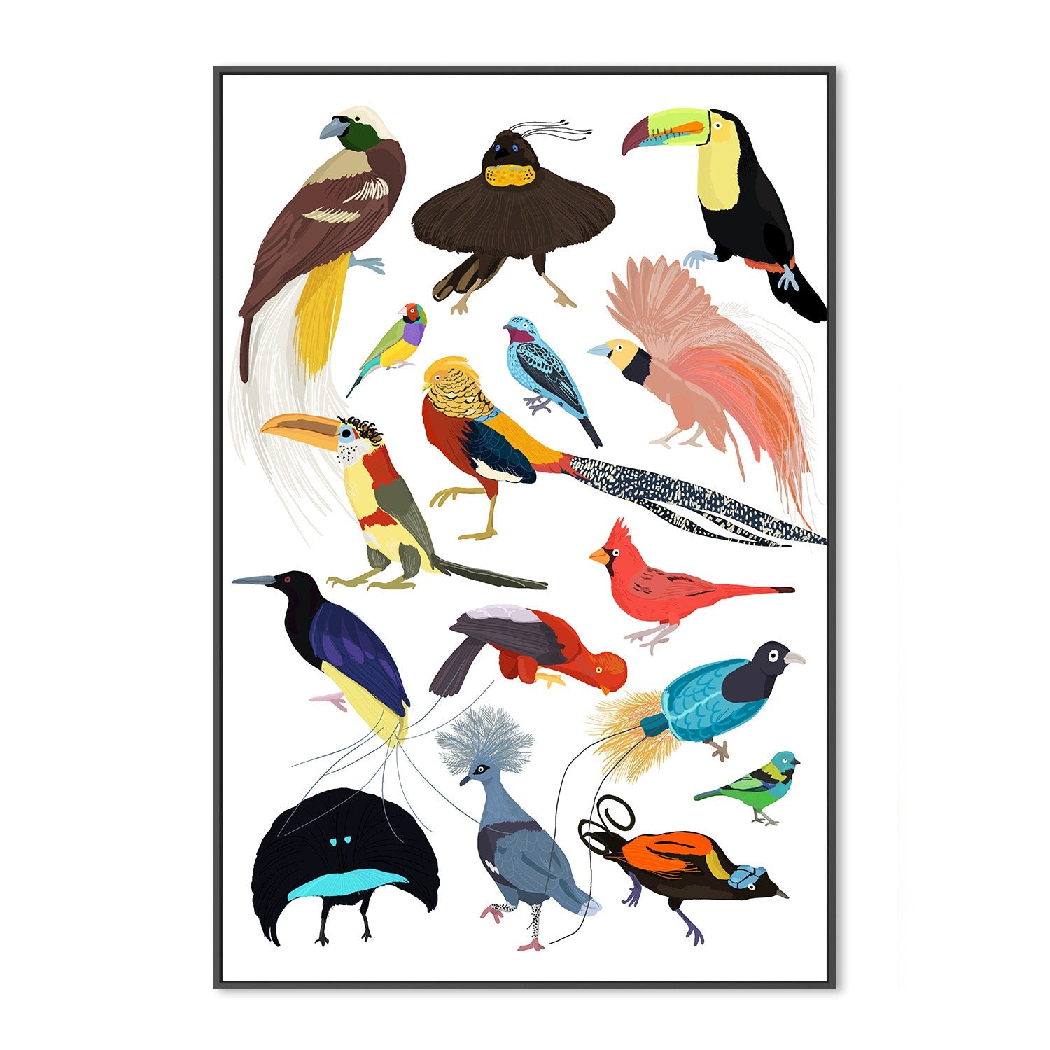 Birds of Paradise