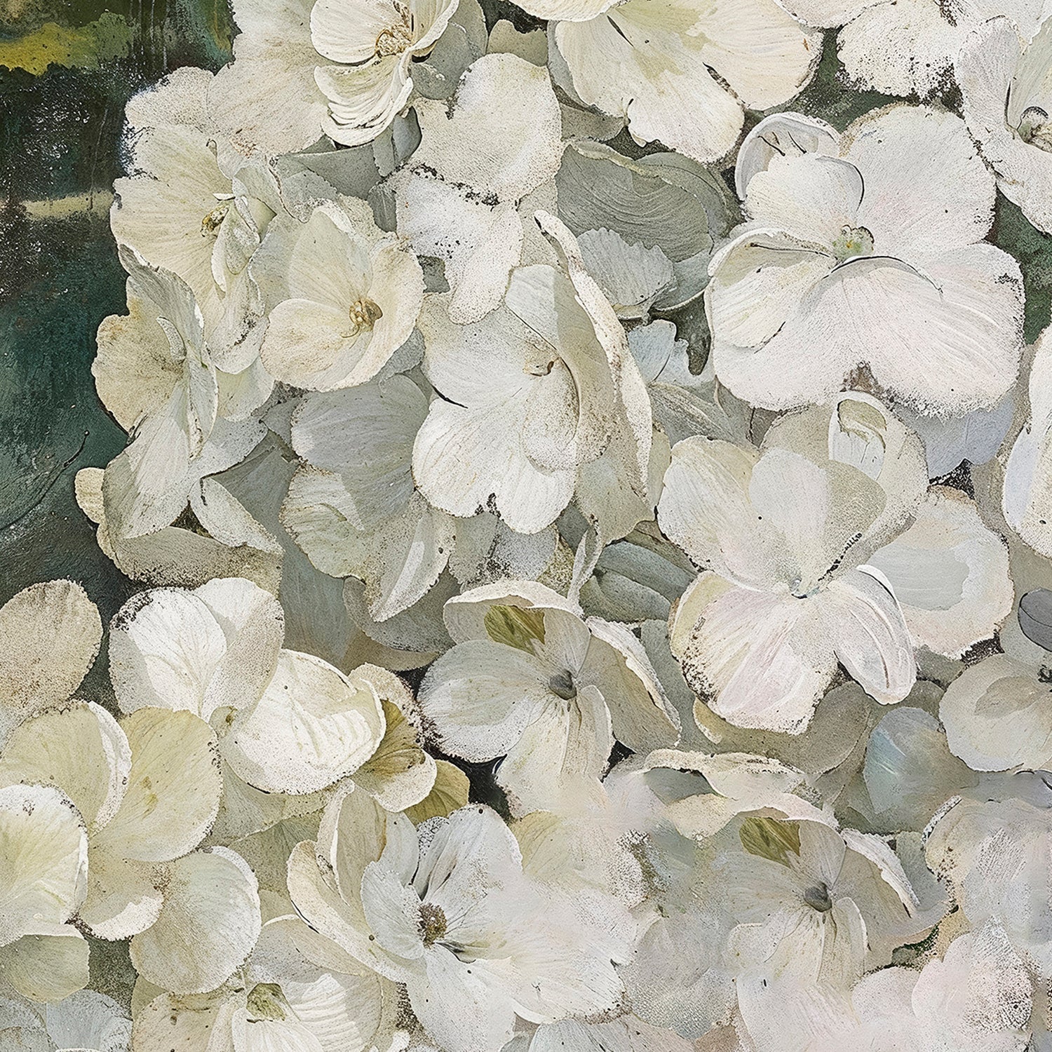 Hydrangeas