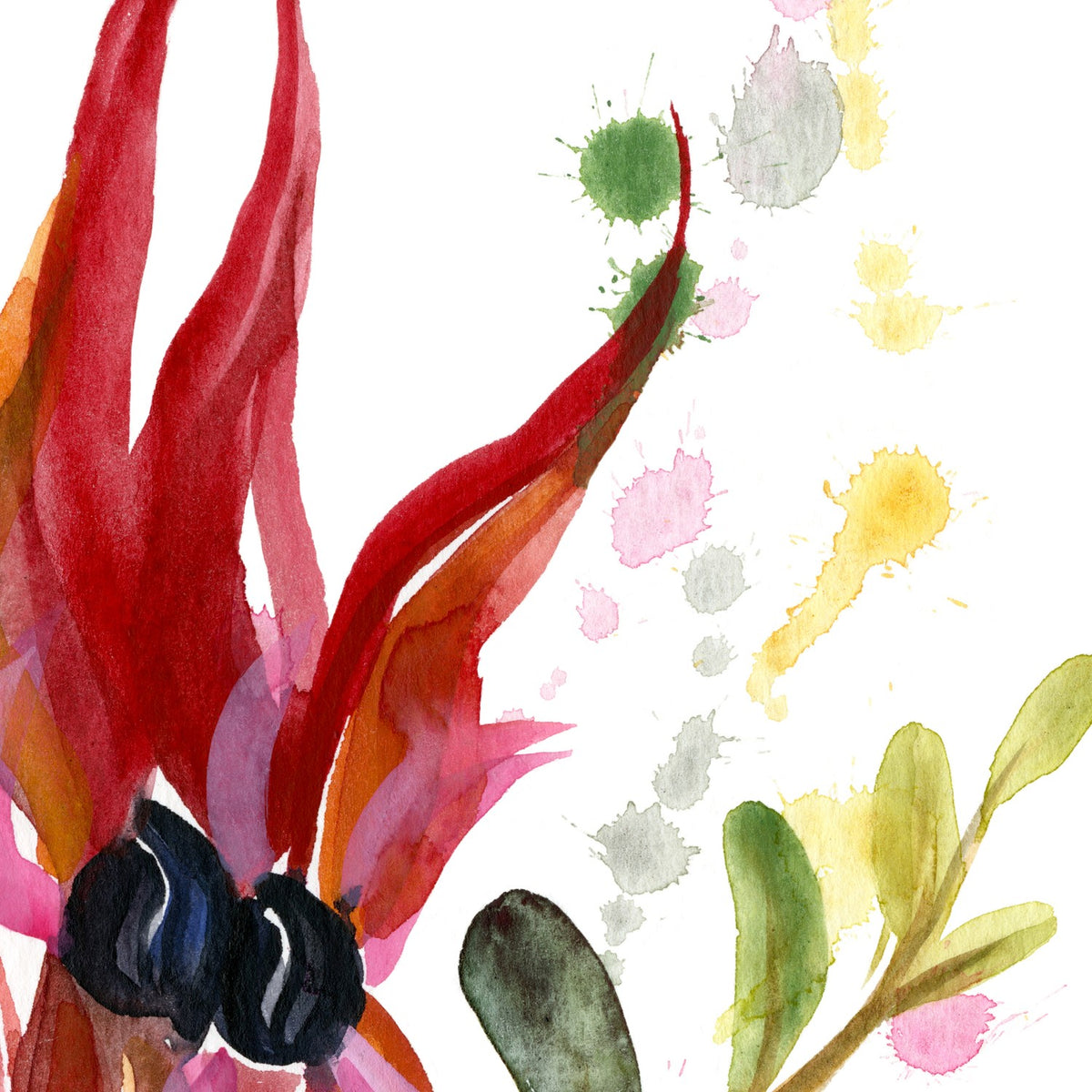 Sturt Desert Pea