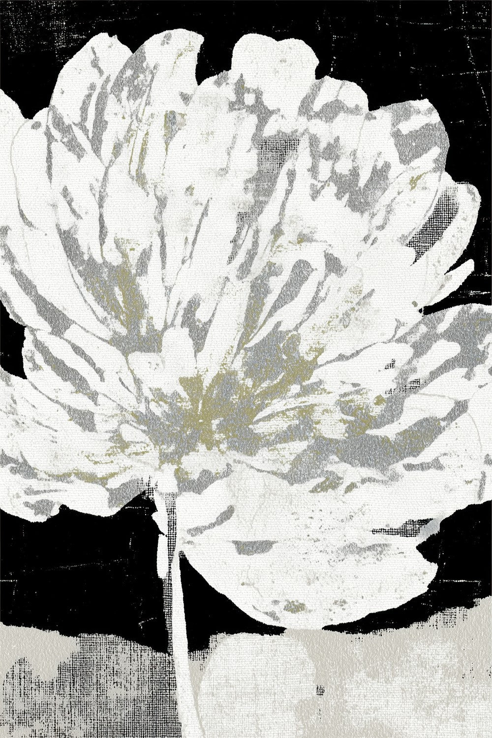 White Peony on Deep Black