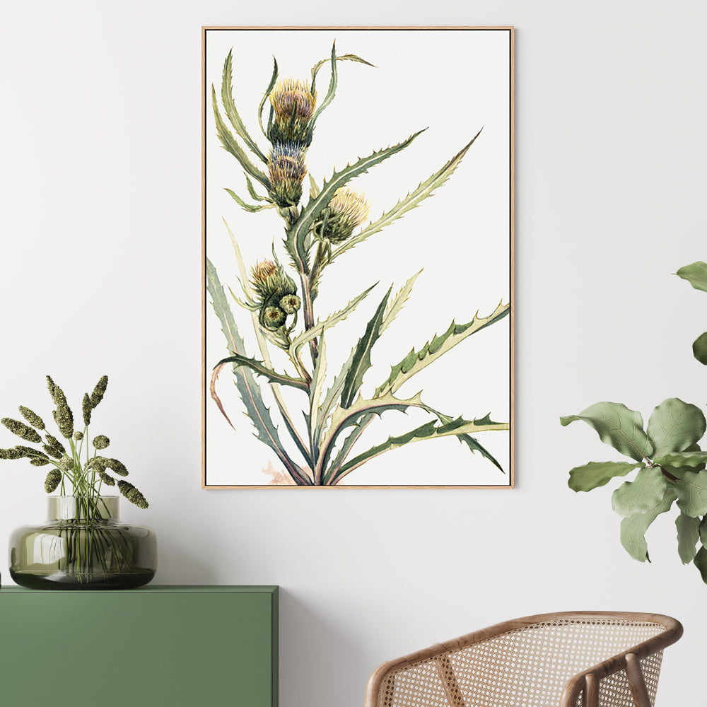 White Thistle