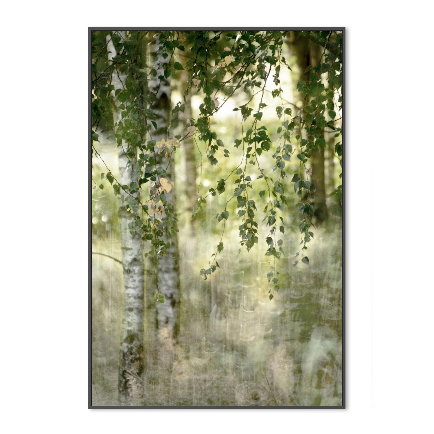 Spring birch