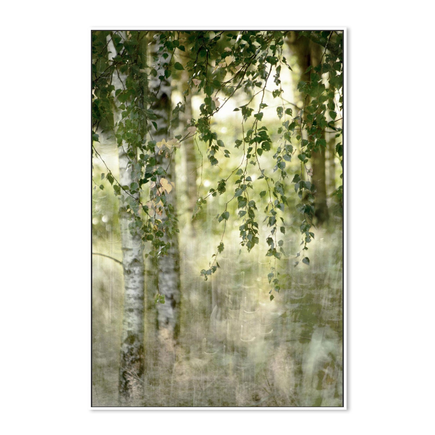 Spring birch