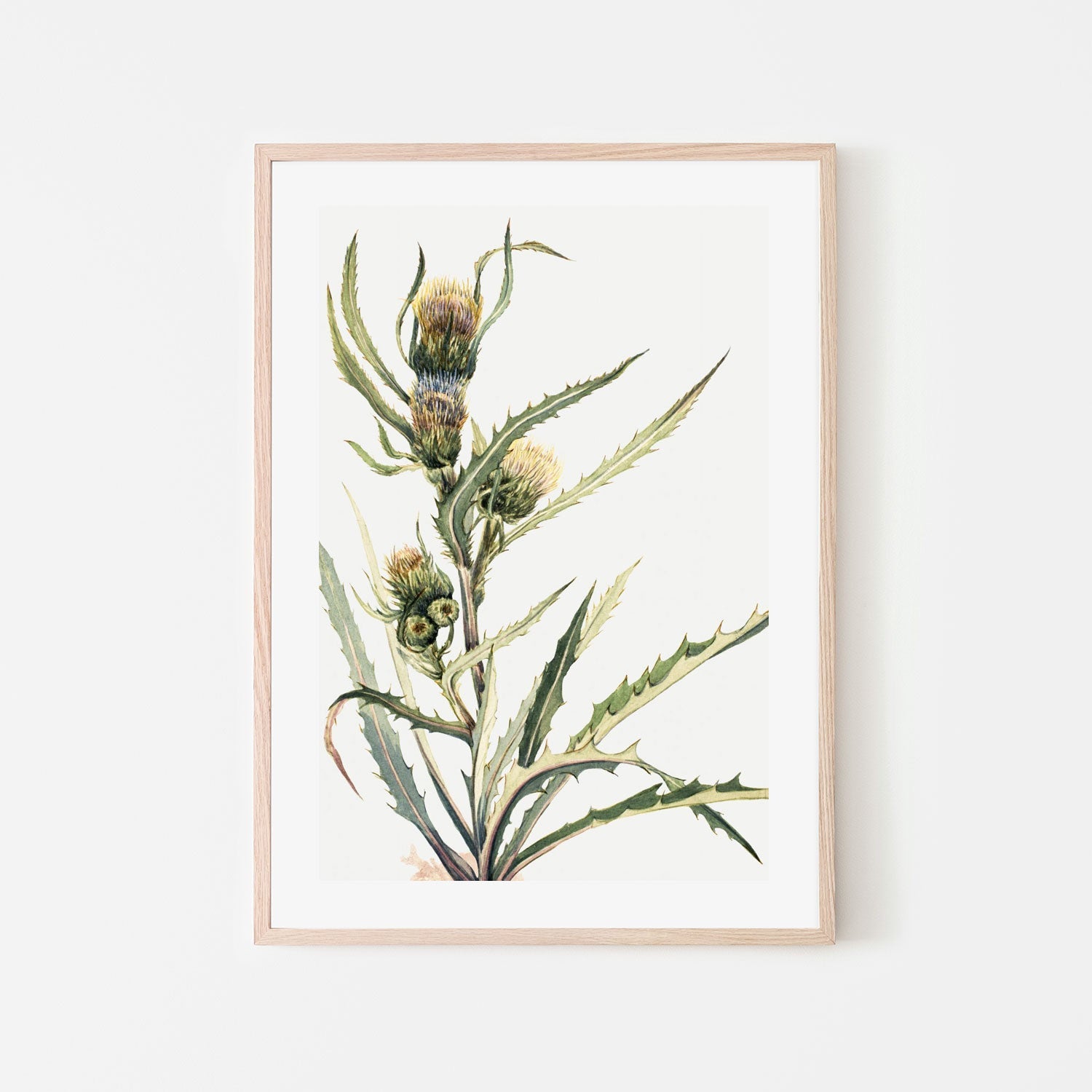 White Thistle
