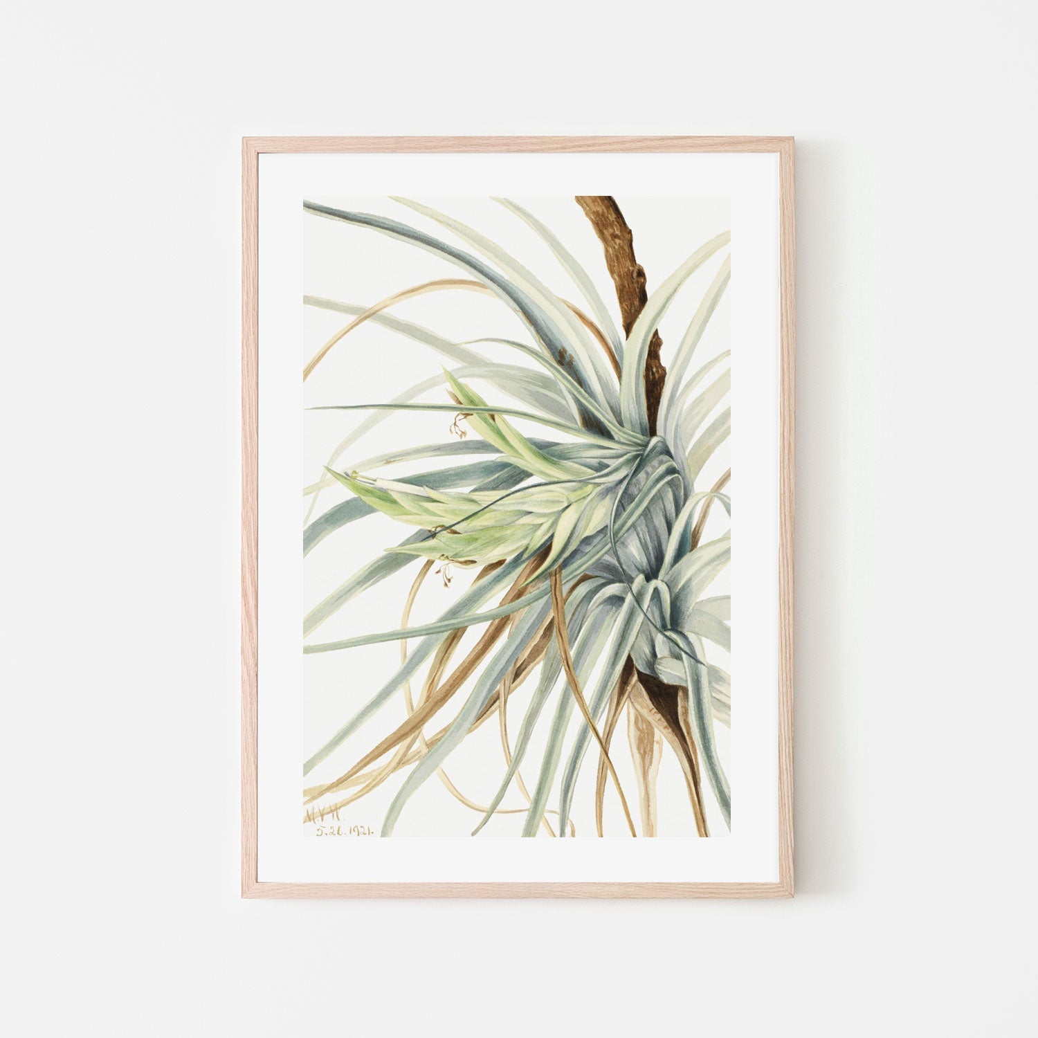 Wild Pineapple (1921)