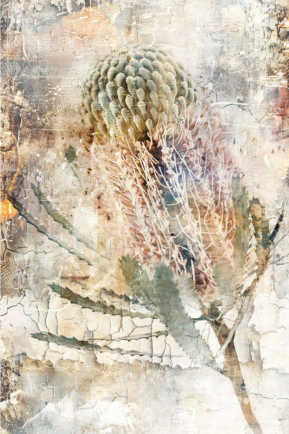 wall-art-print-canvas-poster-framed-Aged Banksia Bloom-1