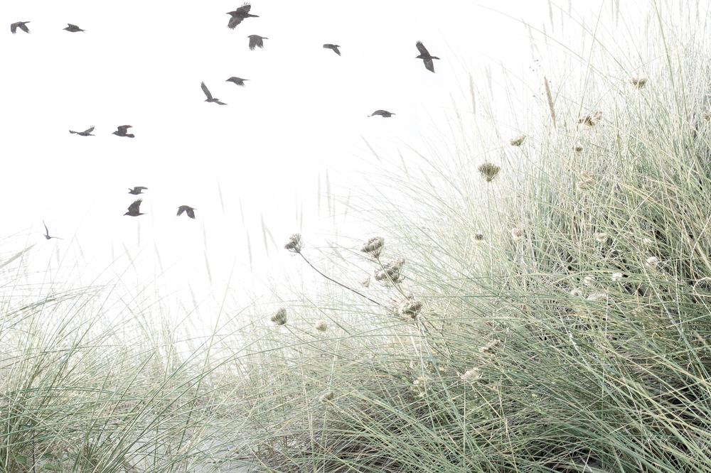 Birds Flying South-by-Deborah Revell-wall-art-print-canvas-poster-framed-Gioia