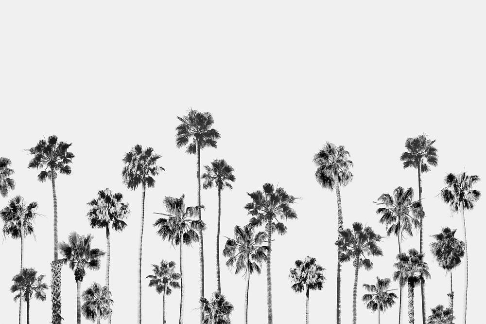 Black and White Palms, Style B-by-Gal Pittel-wall-art-print-canvas-poster-framed-Gioia