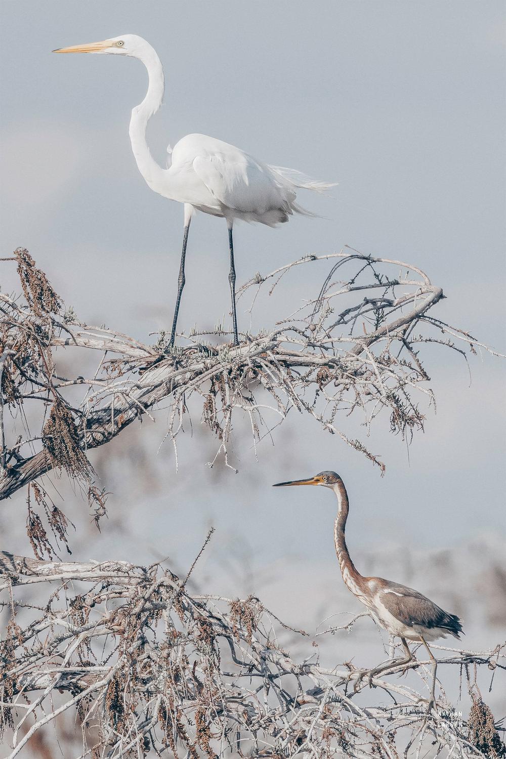 Everglades Pair-by-Nathan Larson-wall-art-print-canvas-poster-framed-Gioia