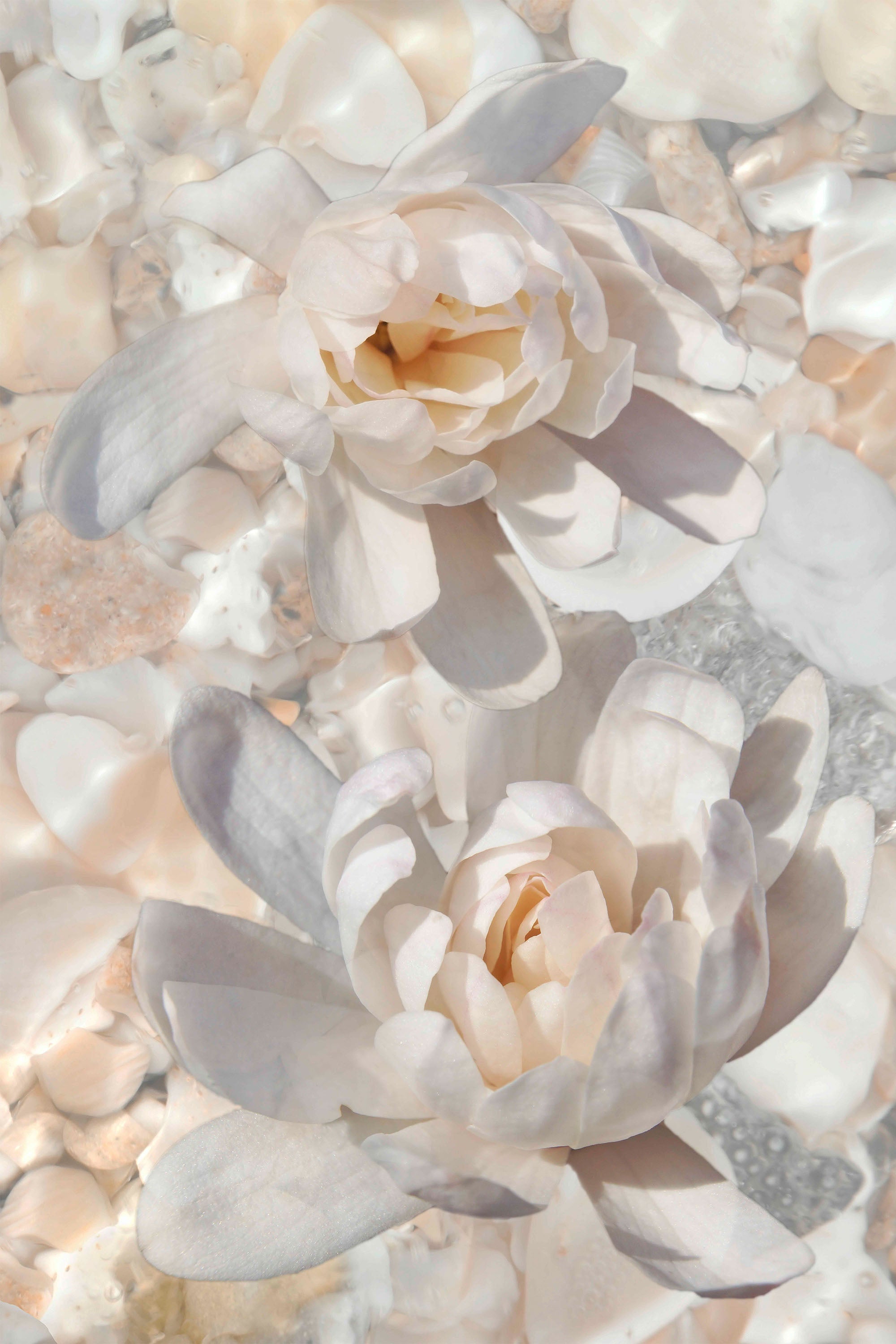 Magnolias in Light-by-Leda Robertson-wall-art-print-canvas-poster-framed-Gioia