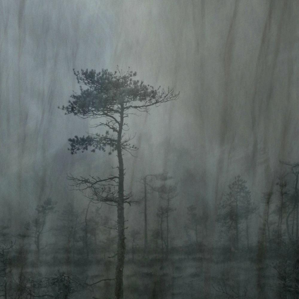 Misty Moon Forest-by-Christina Sillen-wall-art-print-canvas-poster-framed-Gioia