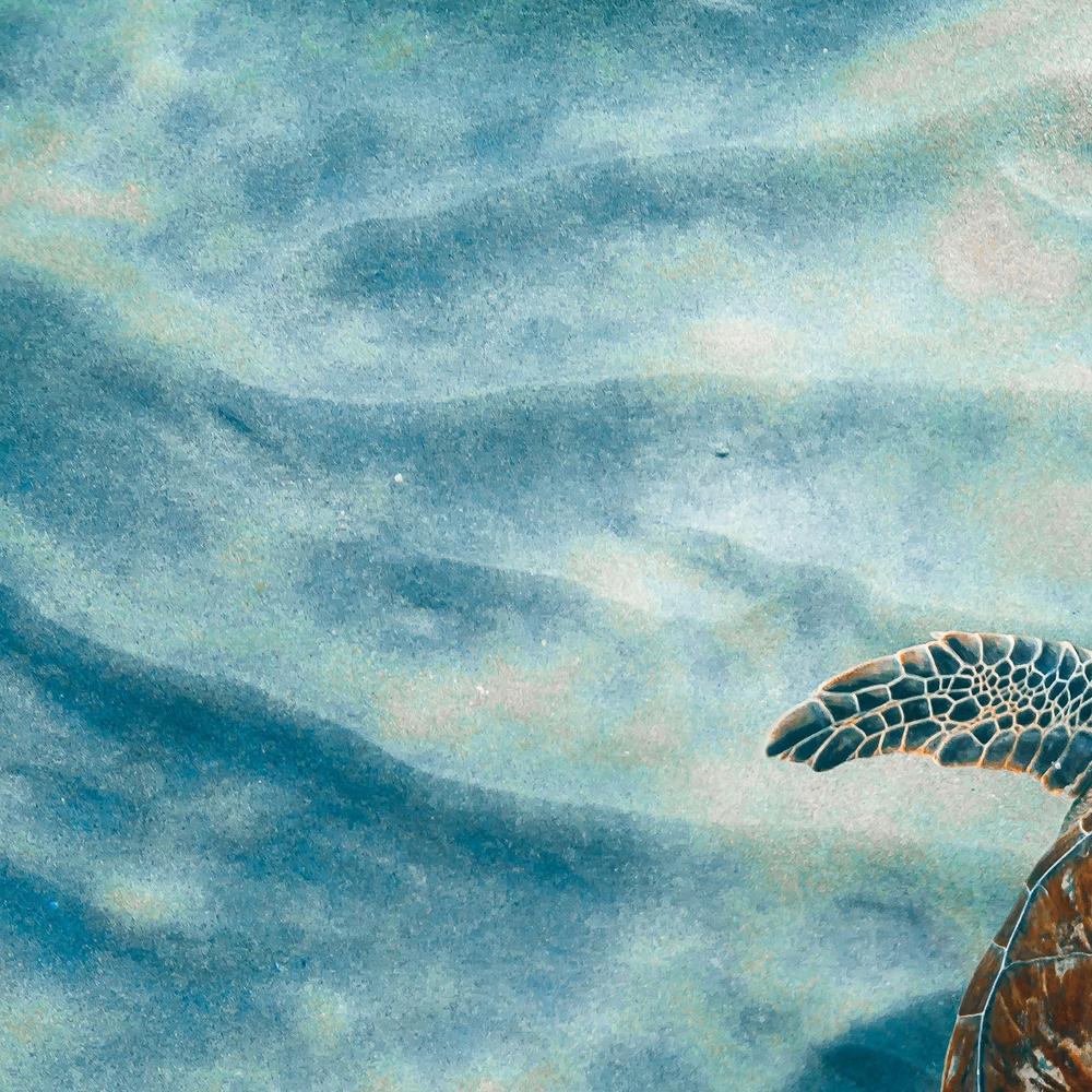 Sandbar Sea Turtle, Style A-by-Max Blakesberg Studios-wall-art-print-canvas-poster-framed-Gioia