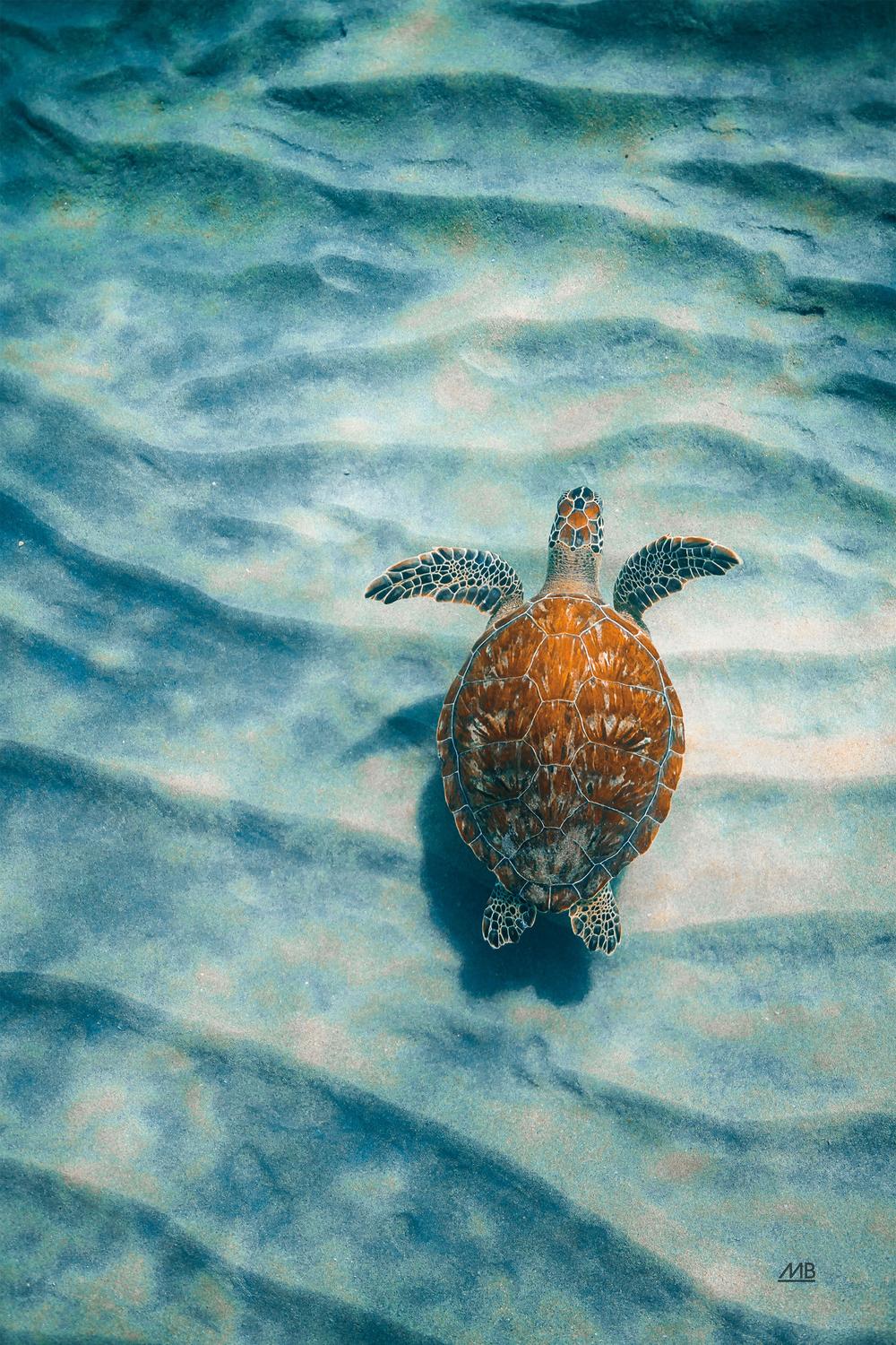 Sandbar Sea Turtle, Style A-by-Max Blakesberg Studios-wall-art-print-canvas-poster-framed-Gioia