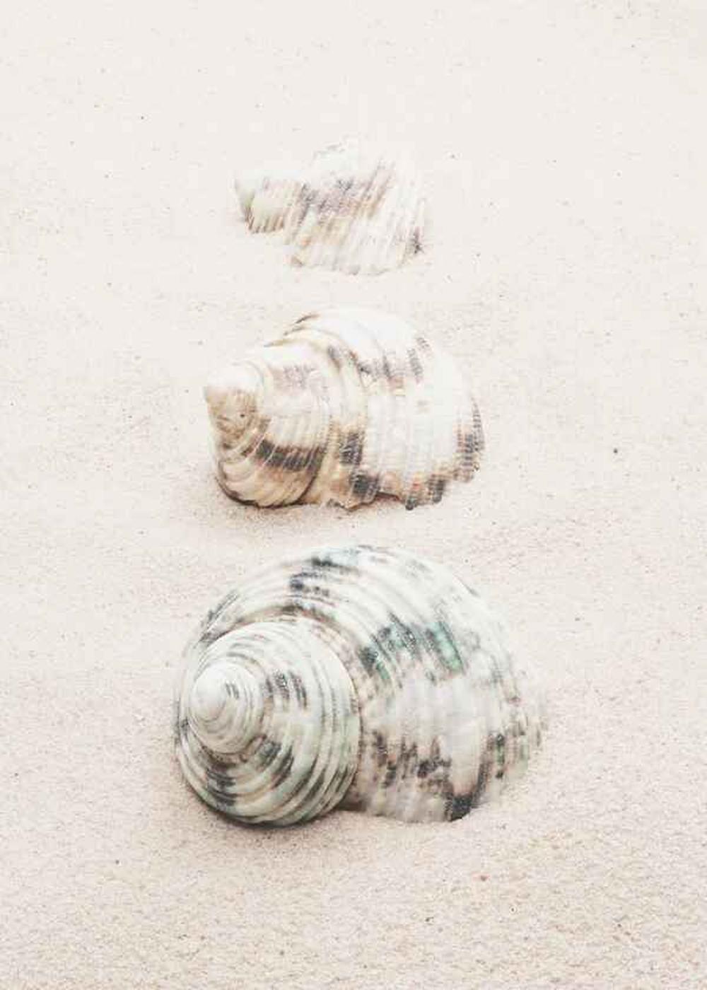Shells & Shells By The Beach, Set Of 2-by-Plus X Studio-wall-art-print-canvas-poster-framed-Gioia