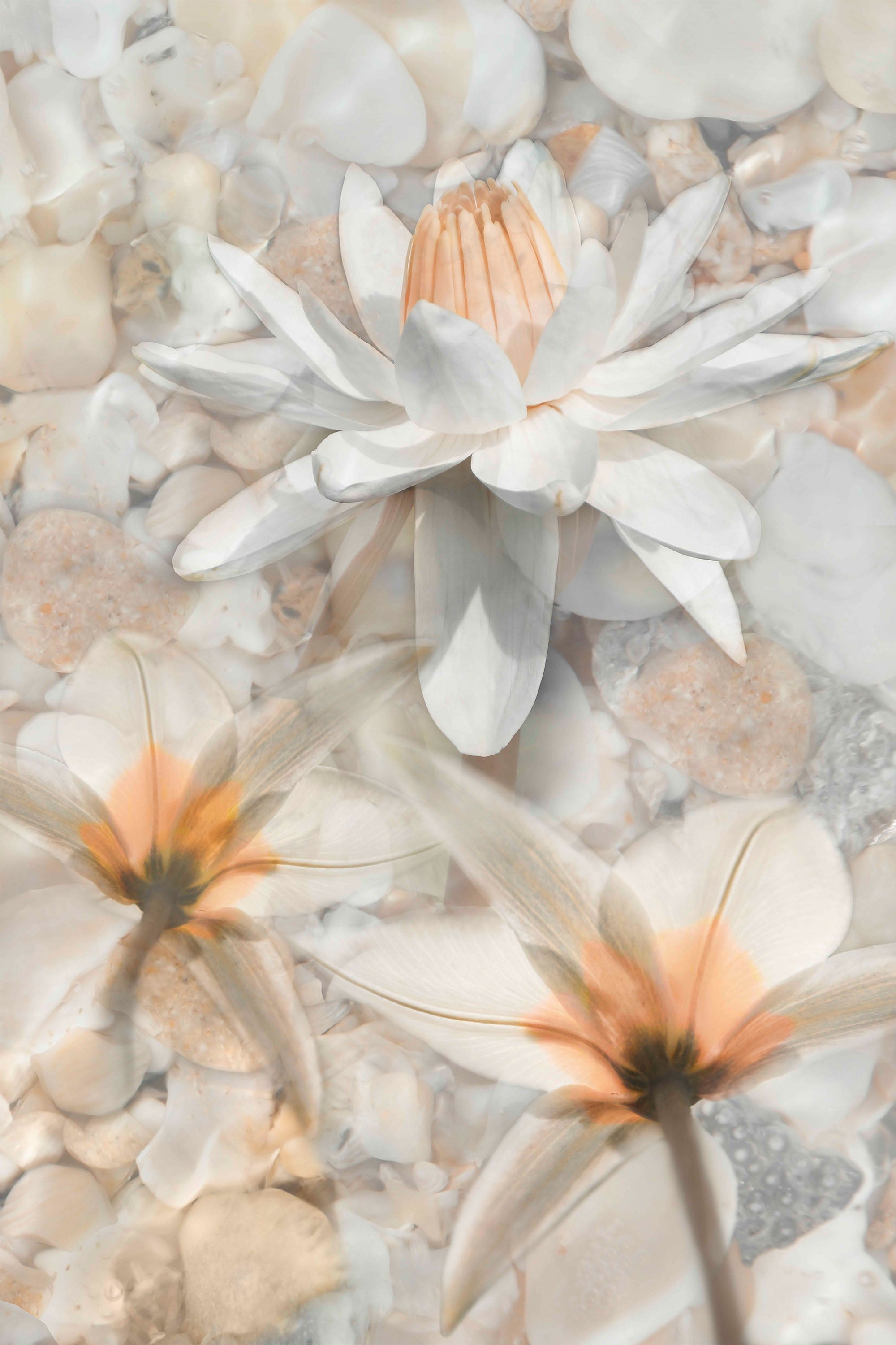 Softly Calling in White-by-Leda Robertson-wall-art-print-canvas-poster-framed-Gioia