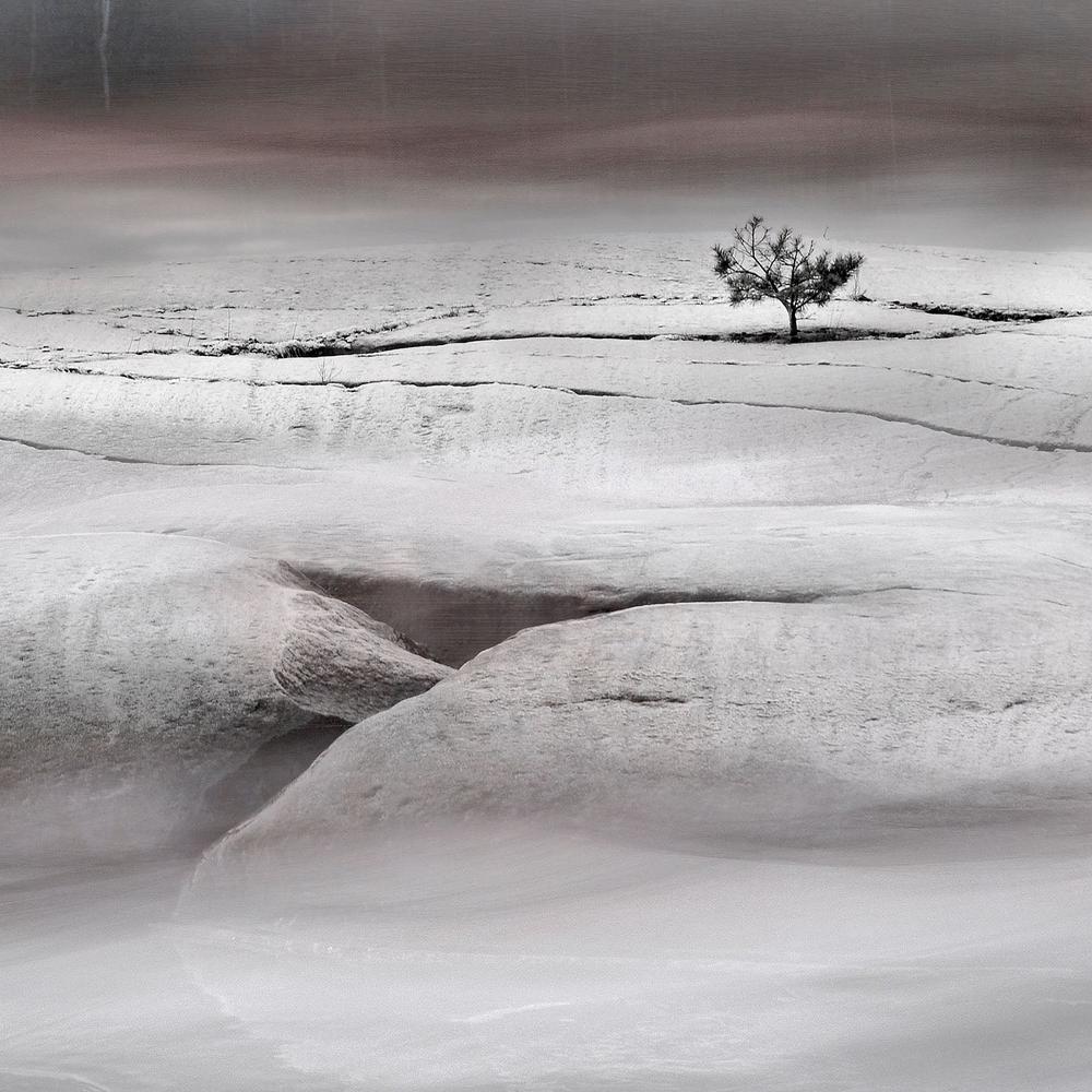 Solitary Winter Tree-by-Christina Sillen-wall-art-print-canvas-poster-framed-Gioia