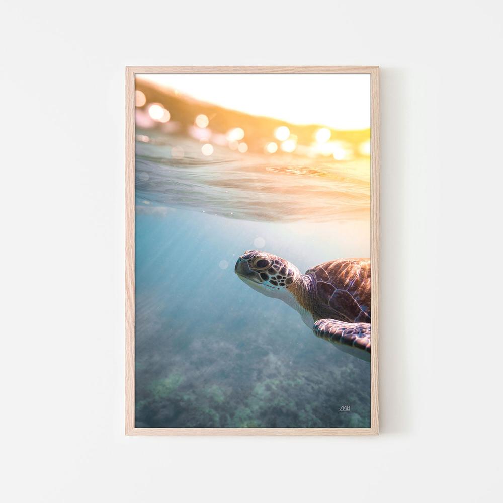 Sunny Swim-by-Max Blakesberg Studios-wall-art-print-canvas-poster-framed-Gioia
