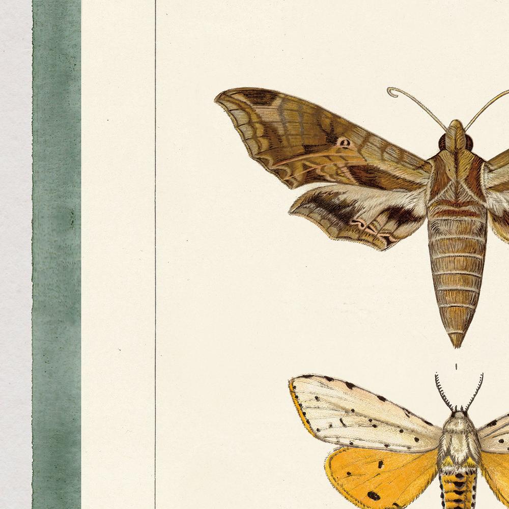 Vintage Moths Stripe, Style A-by-Wild Apple Portfolio-wall-art-print-canvas-poster-framed-Gioia