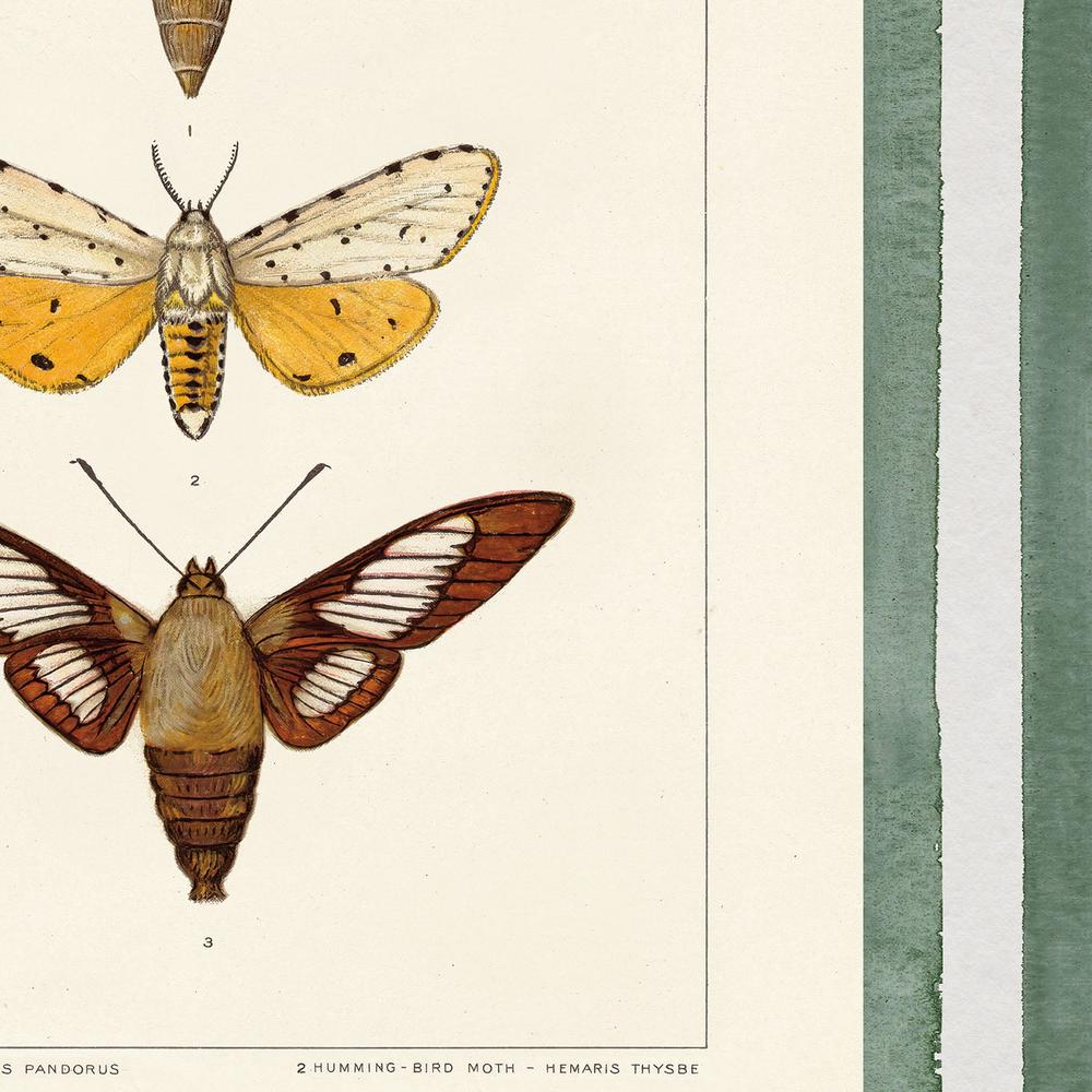 Vintage Moths Stripe, Style A-by-Wild Apple Portfolio-wall-art-print-canvas-poster-framed-Gioia