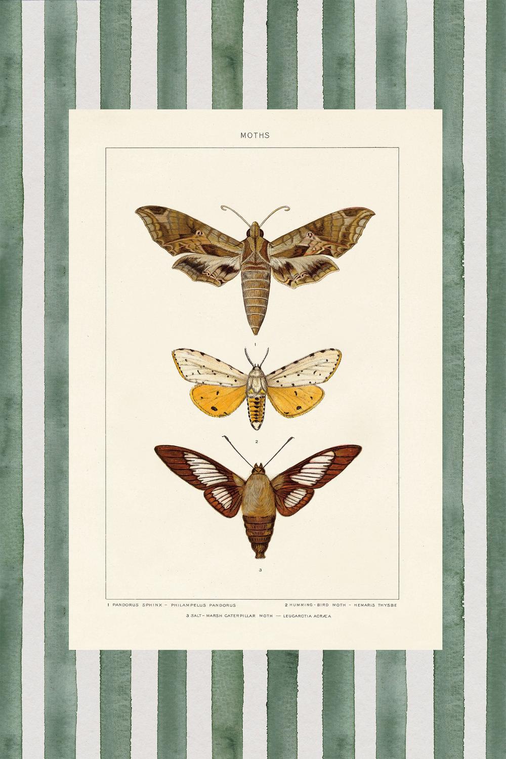 Vintage Moths Stripe, Style A-by-Wild Apple Portfolio-wall-art-print-canvas-poster-framed-Gioia