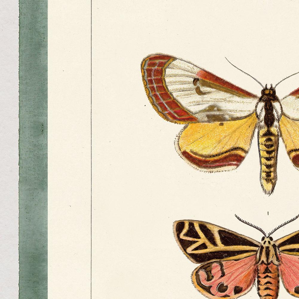 Vintage Moths Stripe, Style B-by-Wild Apple Portfolio-wall-art-print-canvas-poster-framed-Gioia
