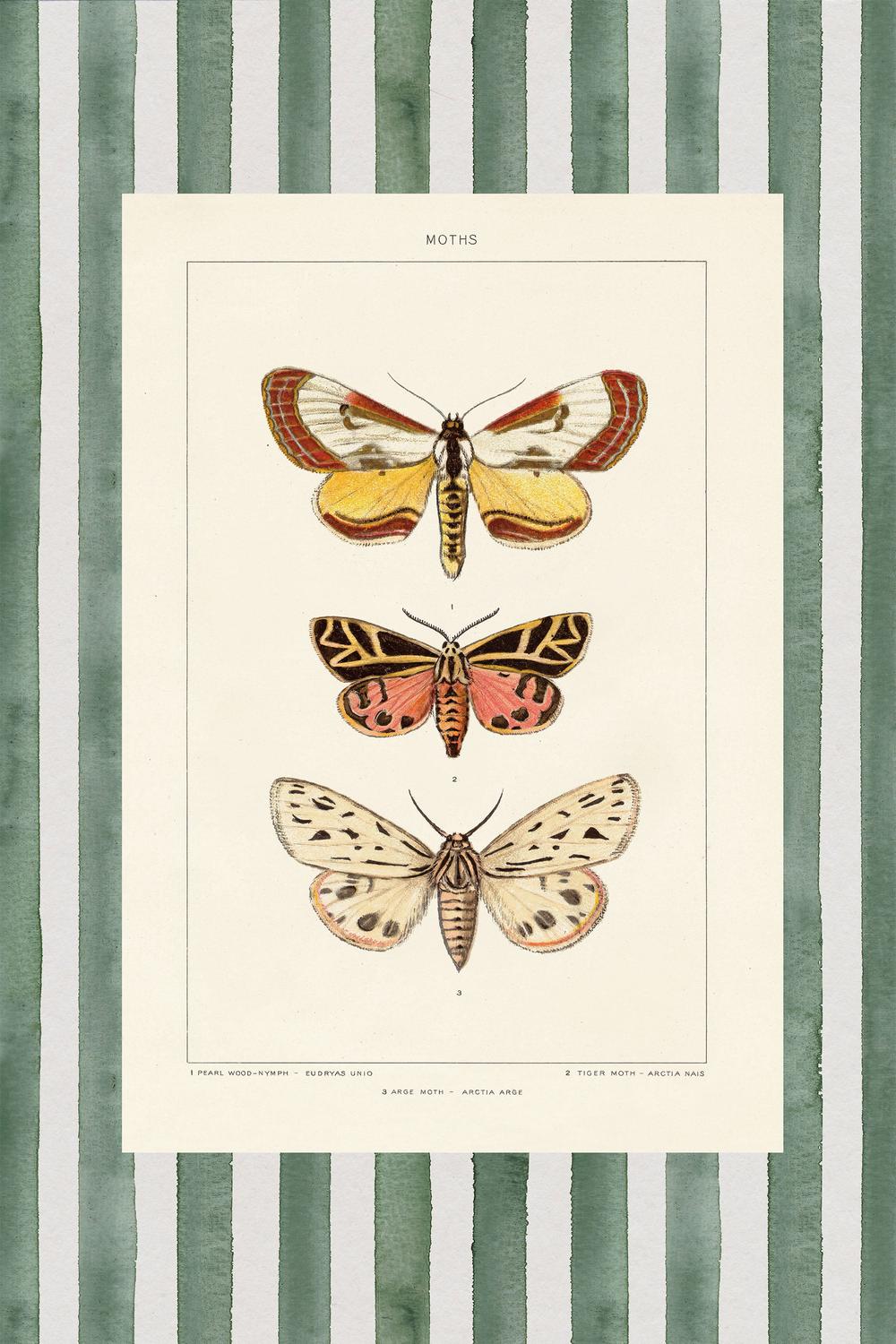 Vintage Moths Stripe, Style B-by-Wild Apple Portfolio-wall-art-print-canvas-poster-framed-Gioia