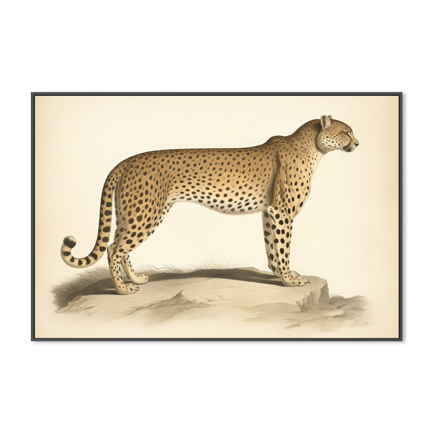 wall-art-print-canvas-poster-framed-Audubon Cheetah-3