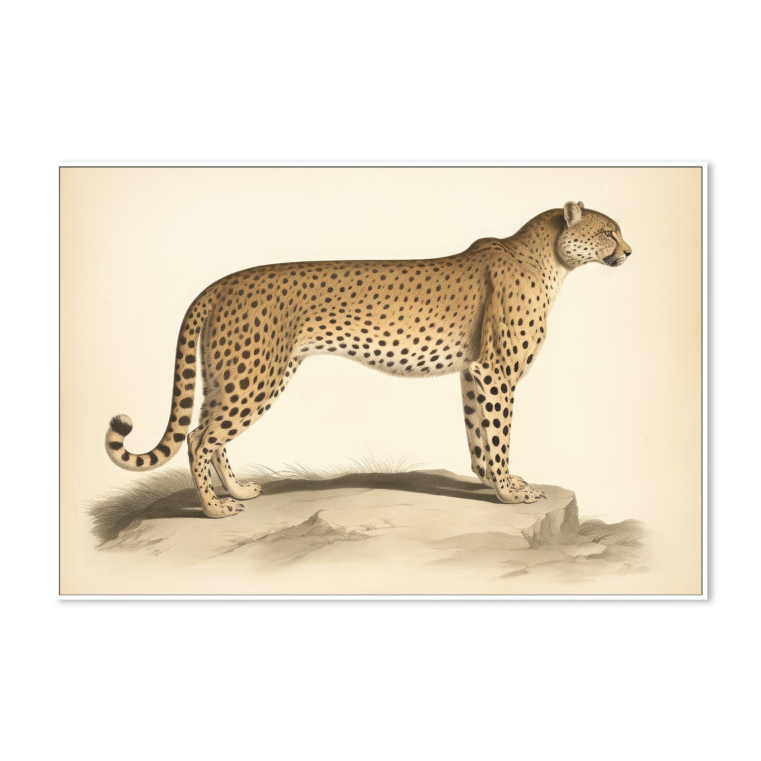 wall-art-print-canvas-poster-framed-Audubon Cheetah-5