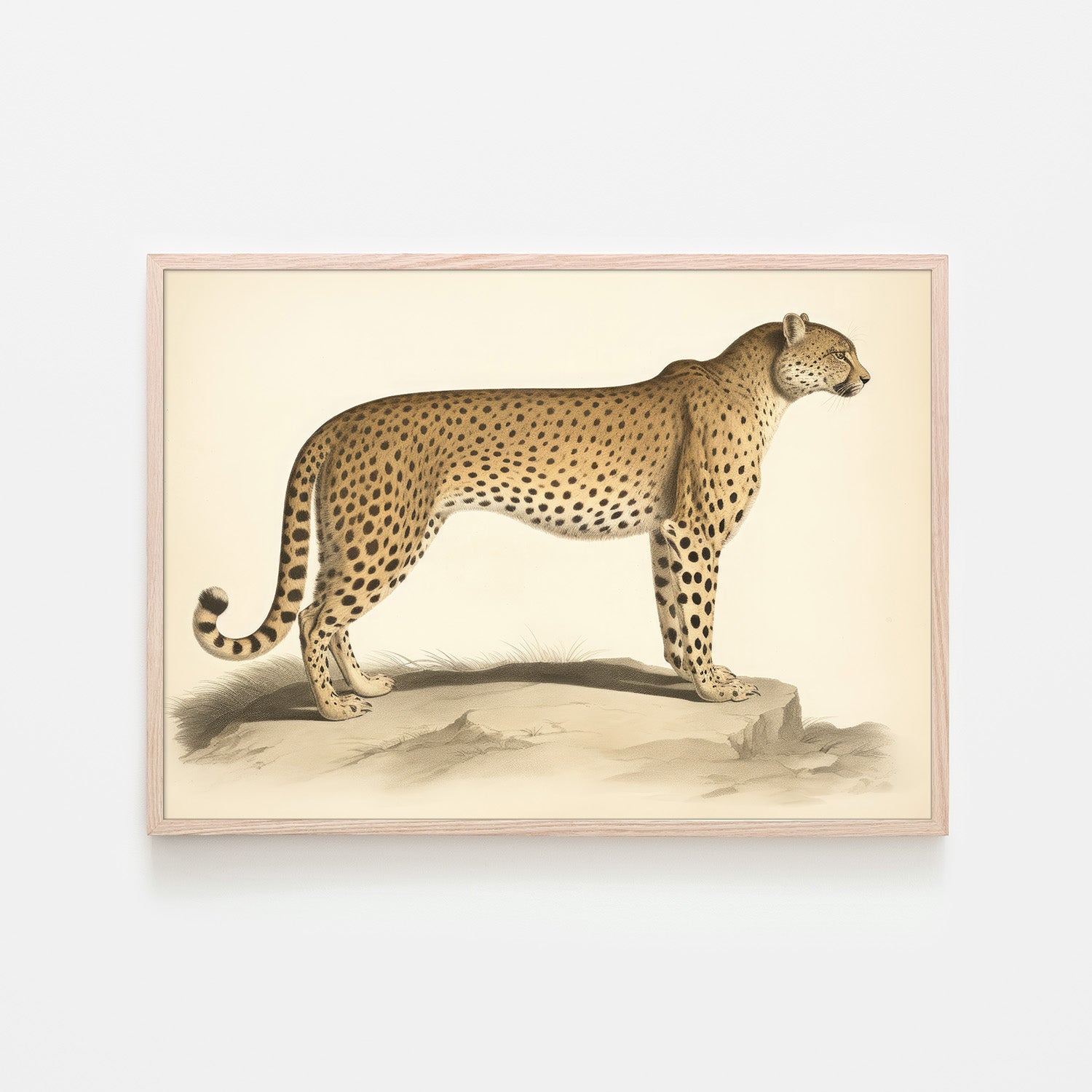 wall-art-print-canvas-poster-framed-Audubon Cheetah-6