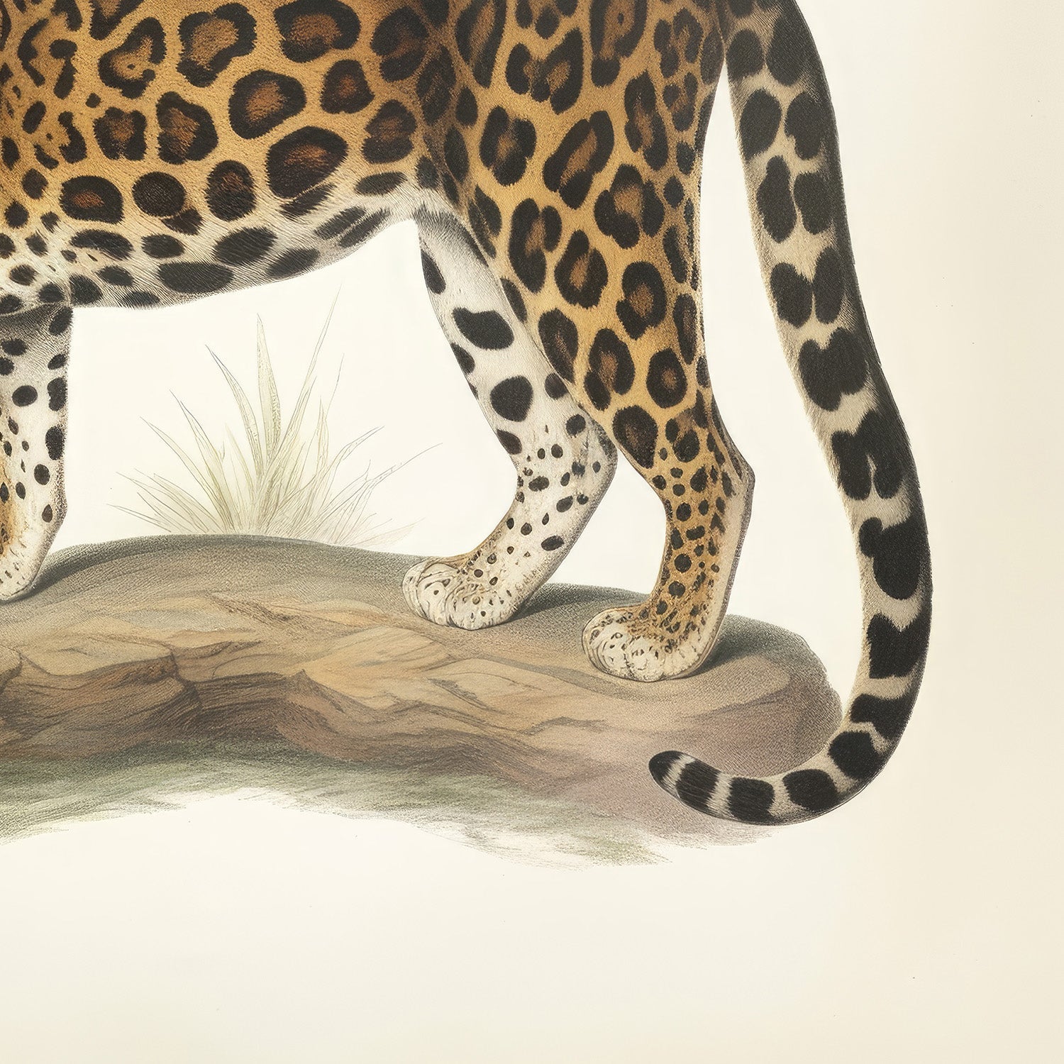 wall-art-print-canvas-poster-framed-Audubon Jaguar-11