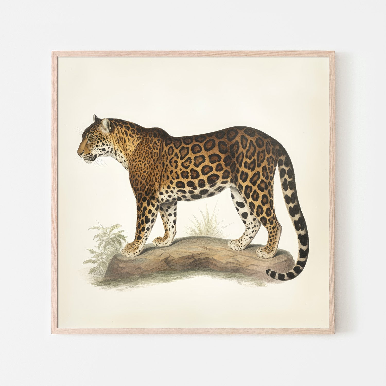 wall-art-print-canvas-poster-framed-Audubon Jaguar-6