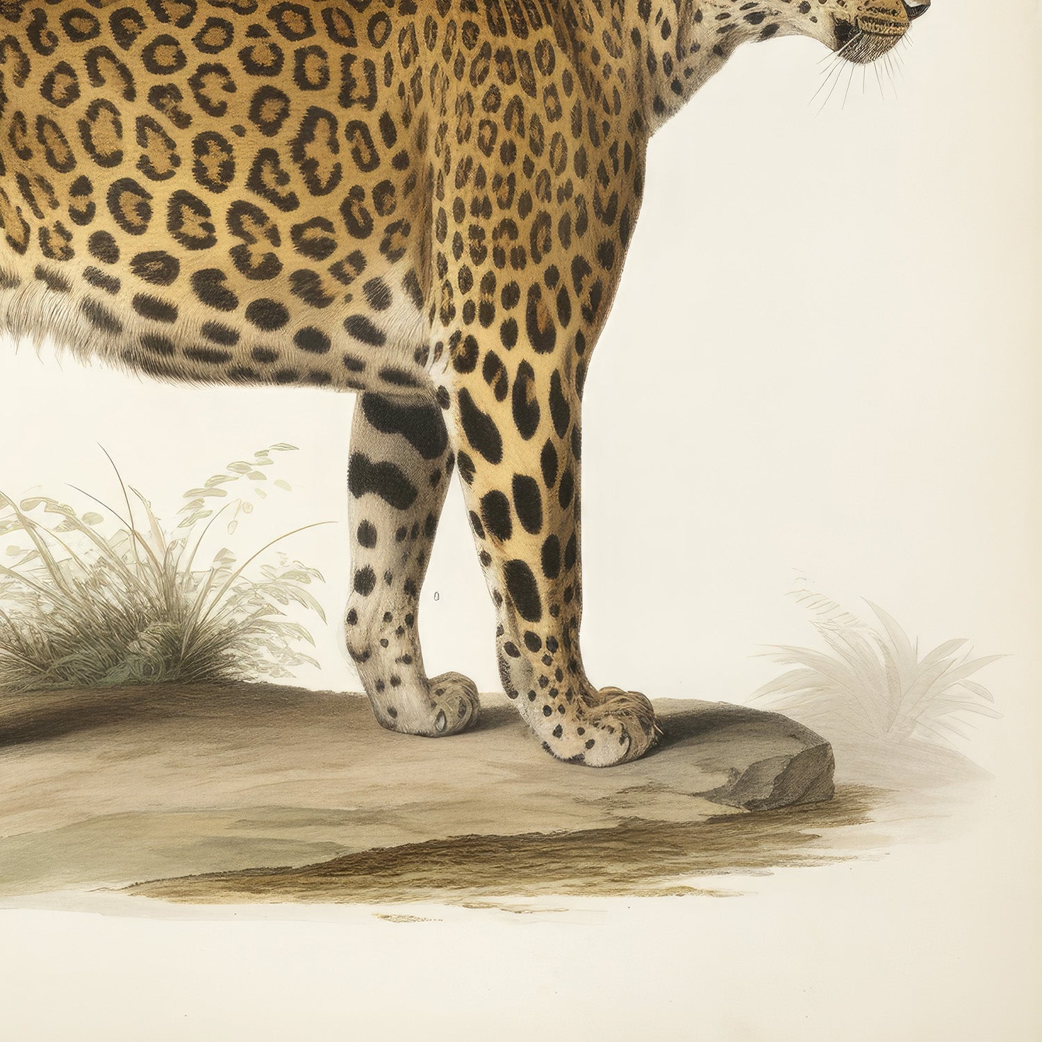 wall-art-print-canvas-poster-framed-Audubon Leopard, Style A-11