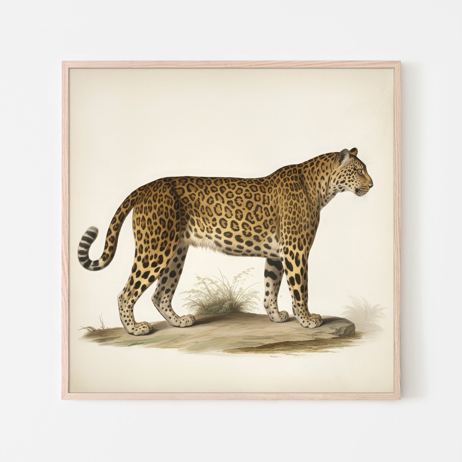 wall-art-print-canvas-poster-framed-Audubon Leopard, Style A-6