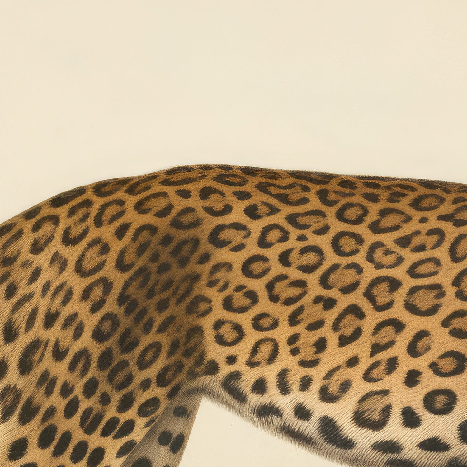 wall-art-print-canvas-poster-framed-Audubon Leopard, Style B-10