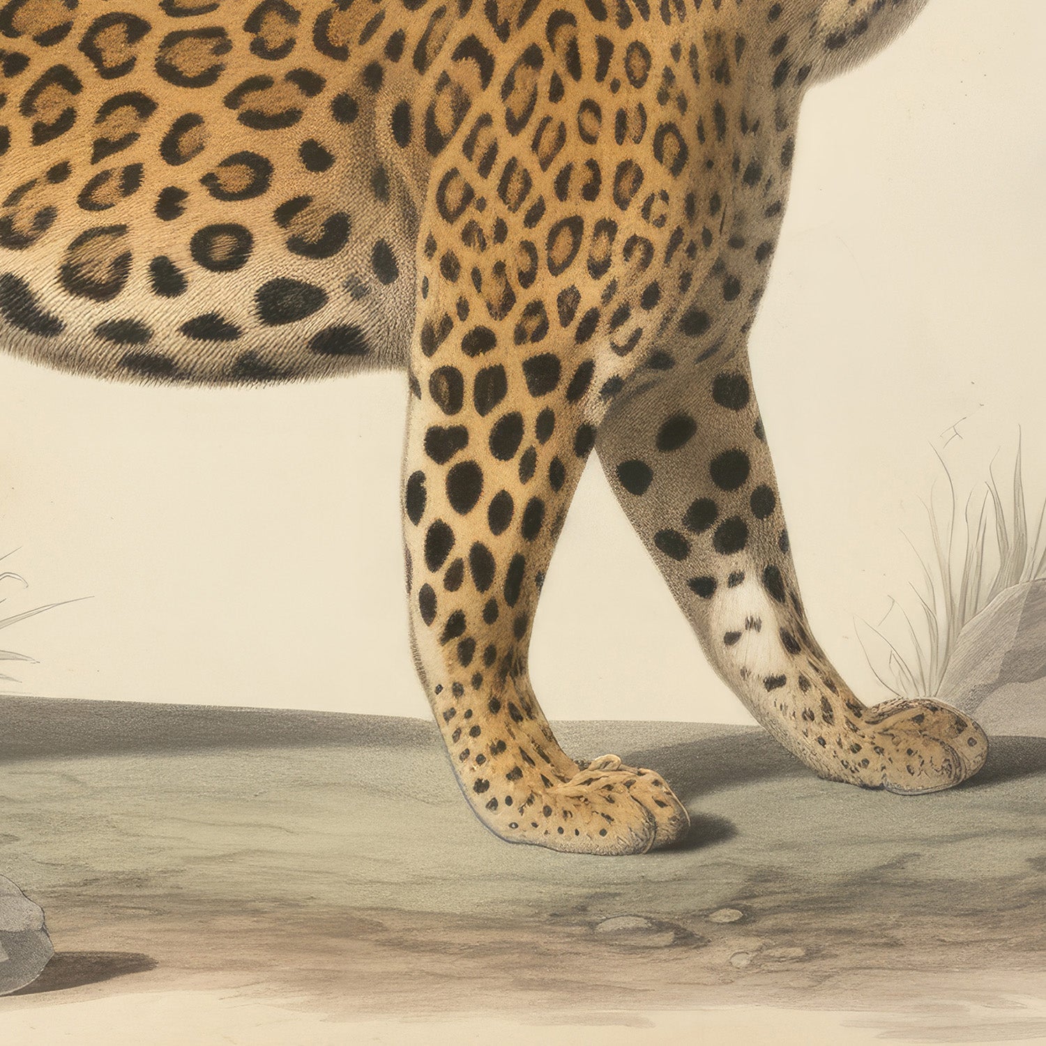 wall-art-print-canvas-poster-framed-Audubon Leopard, Style B-11
