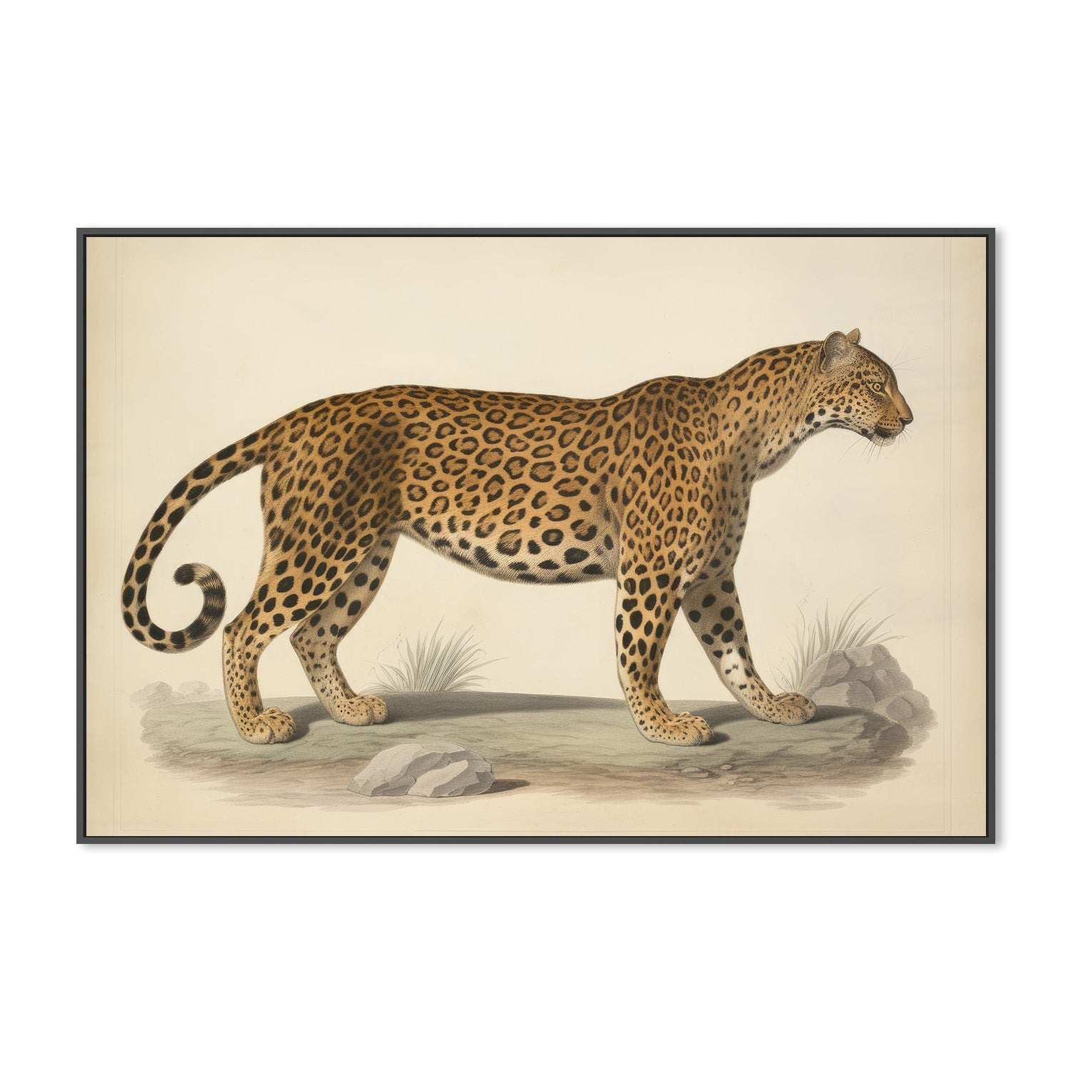 wall-art-print-canvas-poster-framed-Audubon Leopard, Style B-3
