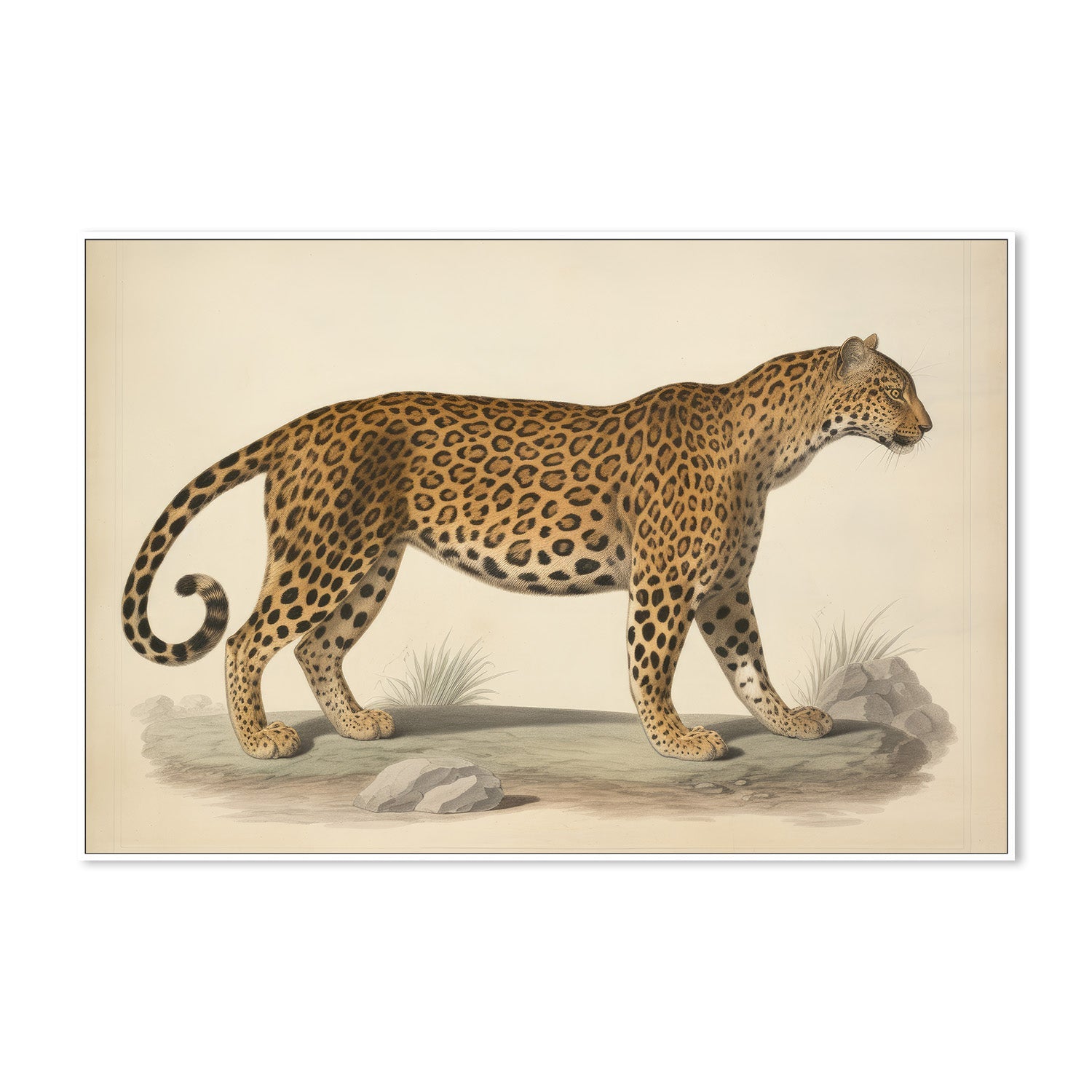 wall-art-print-canvas-poster-framed-Audubon Leopard, Style B-5